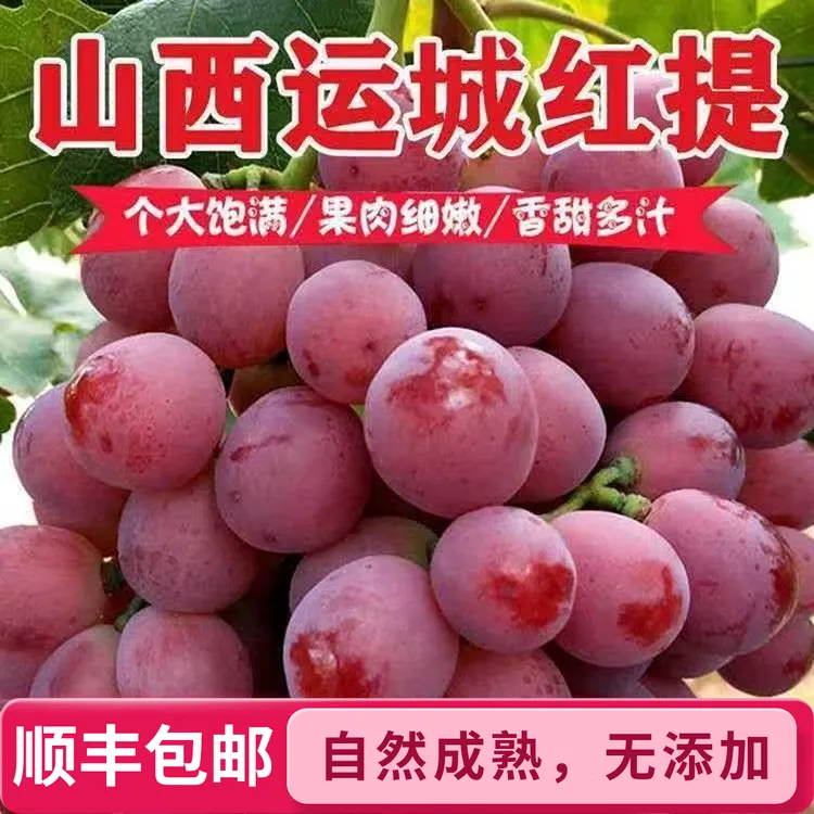 【顺丰包邮】新鲜红提有籽葡萄当季红提子非克伦生孕妇水果产地直发