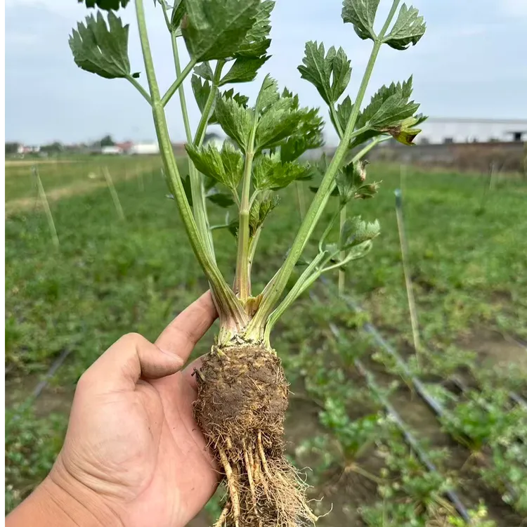 山东地中海根芹球根疙瘩大苗耐寒秋冬蔬菜正宗老桩