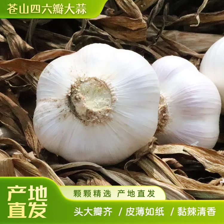 头茬苍山大蒜新鲜四六瓣大蒜可腌制糖醋蒜厨房调味提鲜