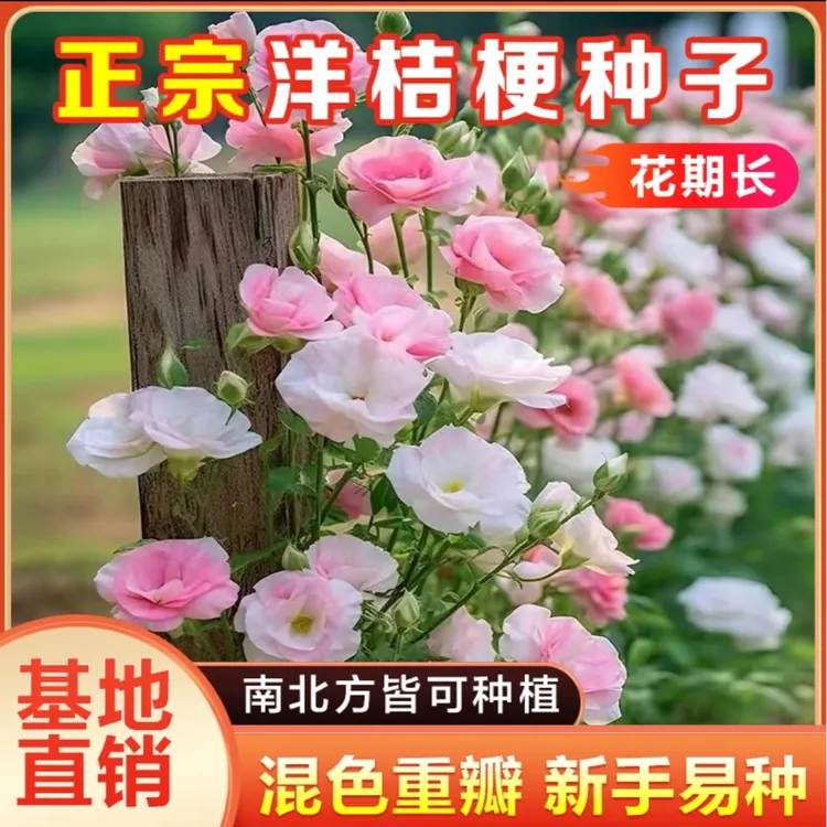 【洋桔梗种子】家庭阳台小院四季种植盆栽地栽易种易活商品图