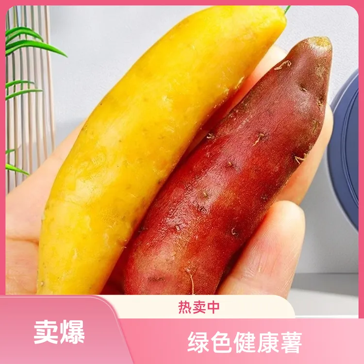 1-5两小香薯 香甜软糯新鲜现挖