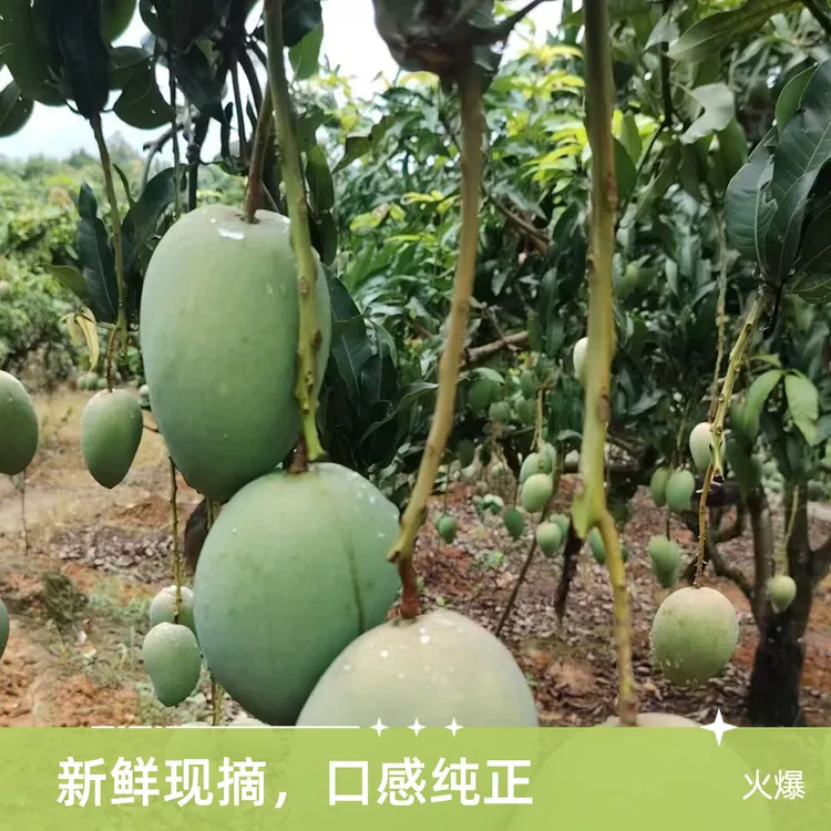 广西百色田阳区新鲜小台农芒果