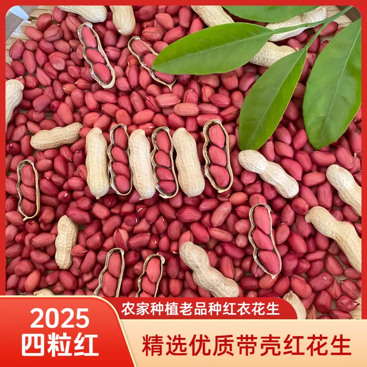 2025年精选当季优质四粒红带壳生花生红皮花生农家新鲜晒干可发芽