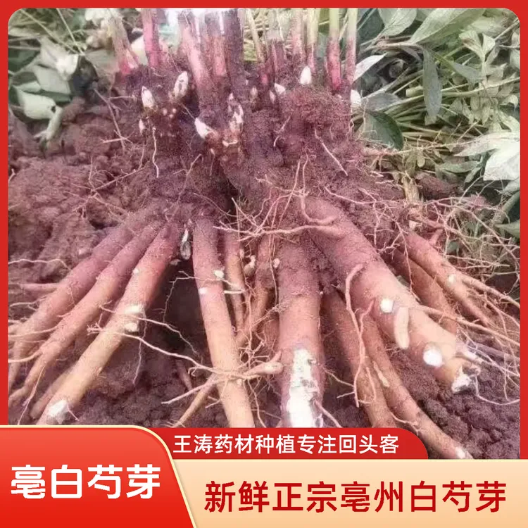 白芍种苗白芍芽药材种苗白芍苗亳州白芍正宗白芍白芍价格白芍花苗