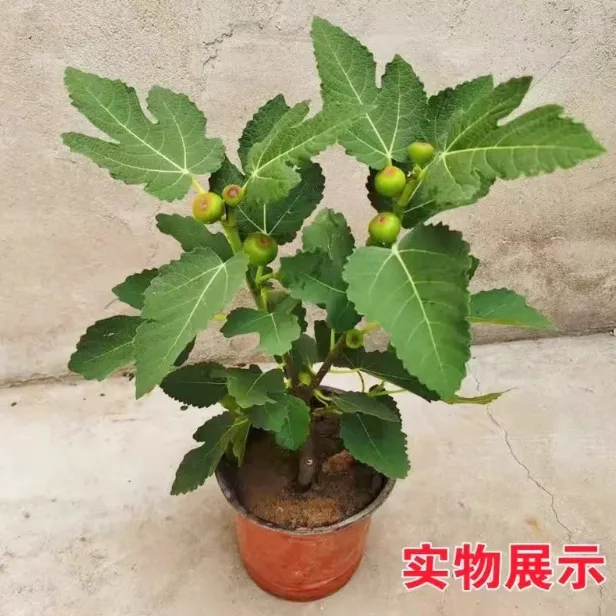 无花果树果苗大果矮化盆栽波姬红南方北阳台种植当年结果盆栽地栽
