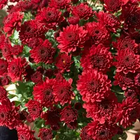 中国红千头菊 耐寒耐热多年生植物  新手易养护