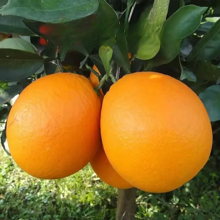 正宗嫁接橙子树苗甜橙脐橙树苗甜橙树苗地栽盆栽阳台庭院