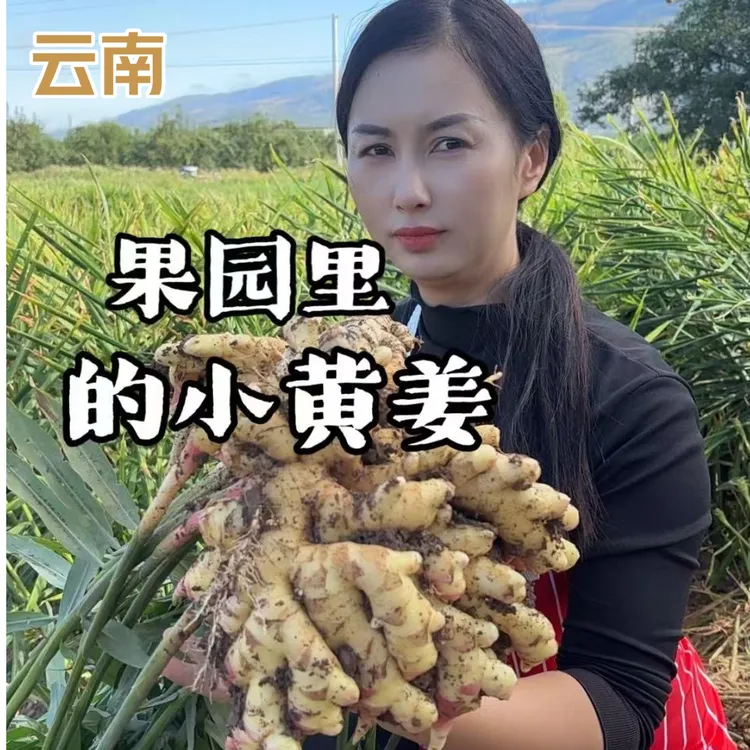 【自产自销云南小黄姜】新鲜生姜香味浓郁辛辣十足调味佳品包邮到家