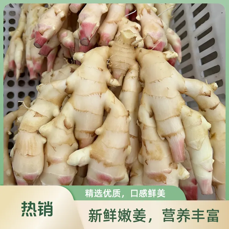 新鲜红芽嫩姜白姜农家现挖醋泡腌制嫩姜现挖现发带泥发货
