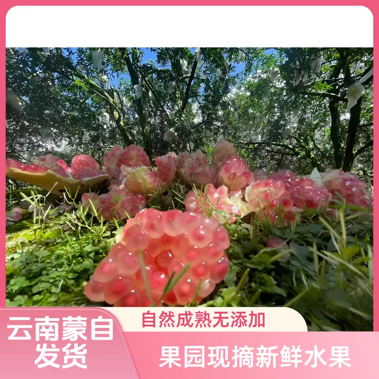 云南蒙自老树绿籽水晶石榴当季新鲜水果清甜多汁