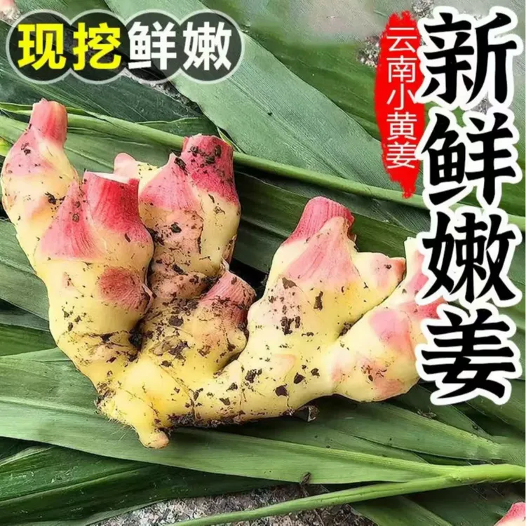 【产地直发】云南小黄姜嫩姜仔姜红芽嫩姜新鲜现挖姜味浓郁