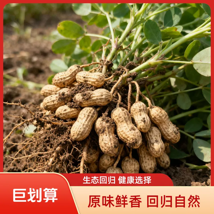2025年新鲜花生湿花生带壳花生粉皮花生可水煮花生3斤5斤装
