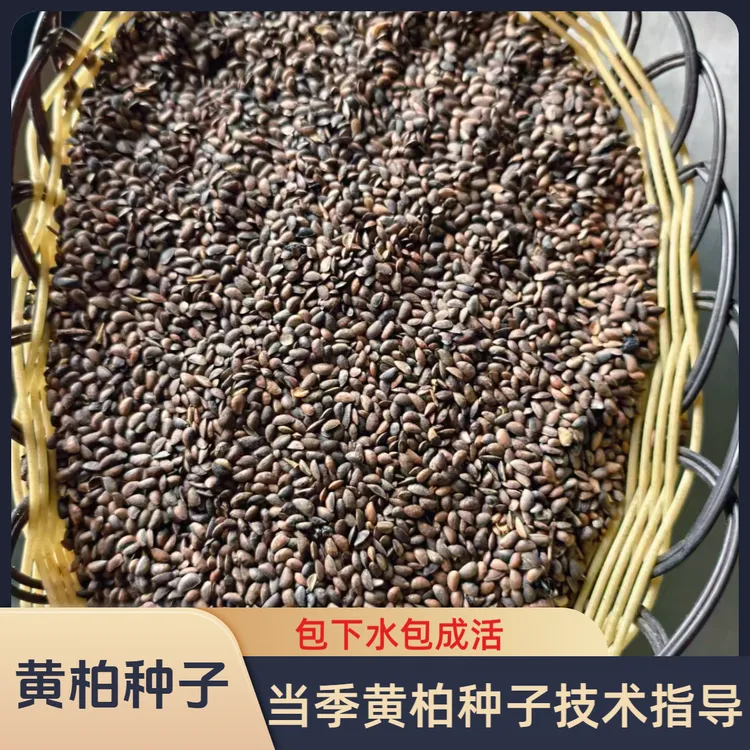 黄柏当季川黄柏种子包技术培训包下水