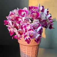 【三生三世】丰花型爆花机器蝴蝶兰 1.7寸杯小苗 不带花剑 介意慎拍
