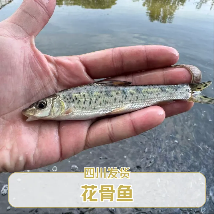 花骨鱼 土凤鱼 沙沟鱼 观赏鱼小鱼水族宠物水工具鱼好养实用