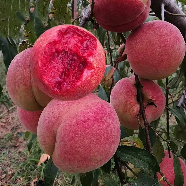 桃树苗嫁接桃树树苗蟠桃苗雪桃盆栽地栽南北方种植果树苗出售直播