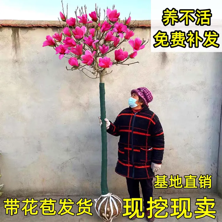 带芽苞矮化玉兰盆栽花卉玉兰花树苗四季开花耐寒驱蚊绿植