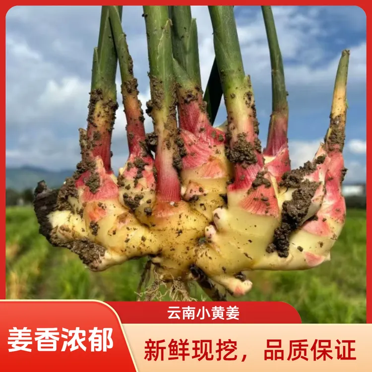 云南小黄姜新姜嫩姜新鲜生姜泡姜菜姜嫩姜云南老黄姜调味姜原产地