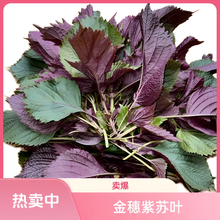 金穗 新鲜可食用紫苏叶 调料 煮菜 非东北苏子叶