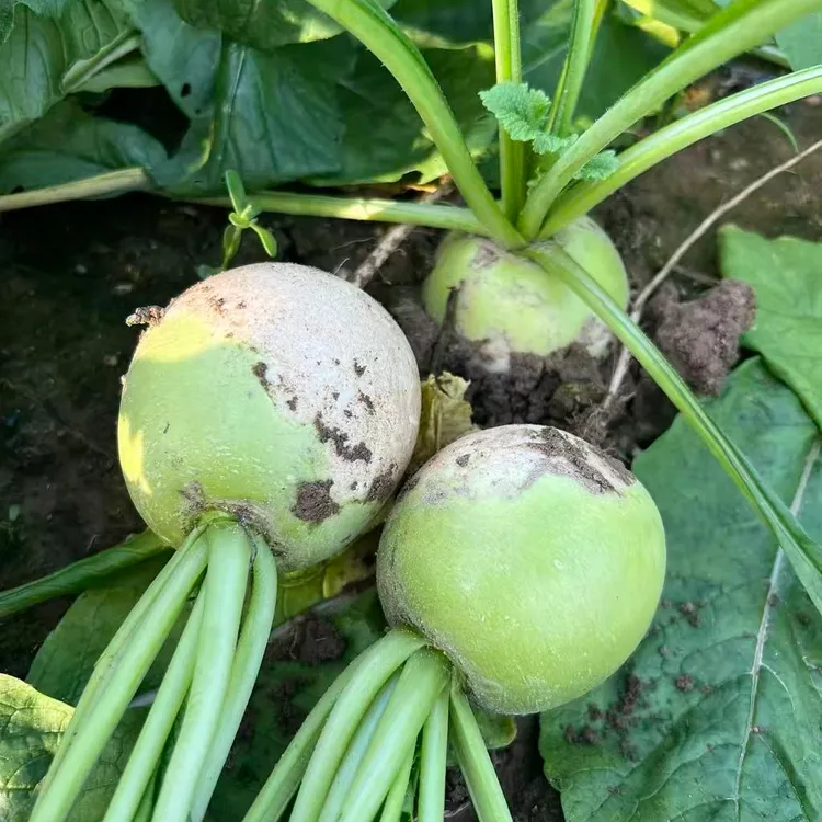 广水特产半头青萝卜本地新鲜白萝卜沙窝地萝卜湖北随州新鲜蔬菜