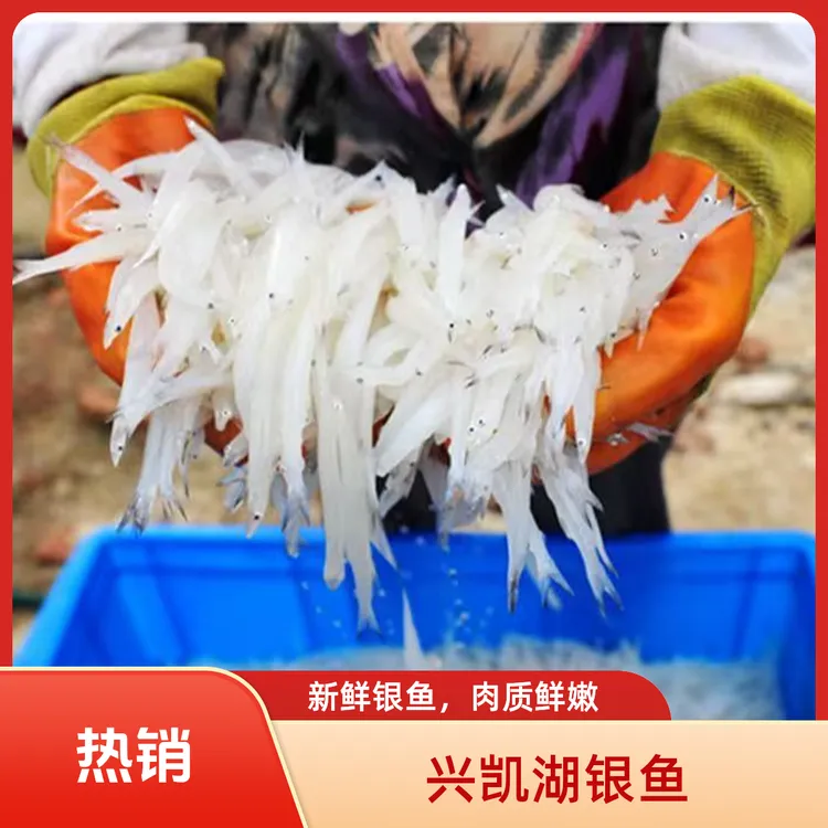 兴凯湖大银鱼 中俄界湖