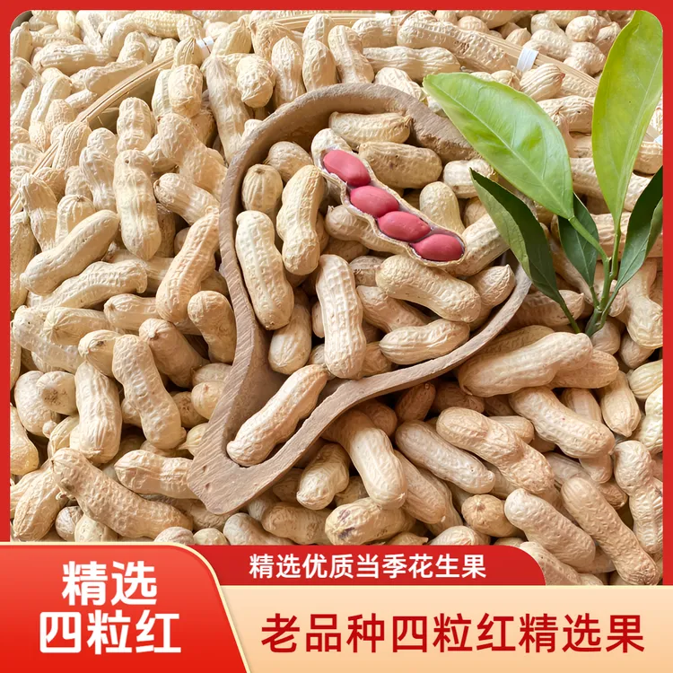 2025年农家老品种四粒红精选带壳生花生新鲜晒干红皮生花生五红汤