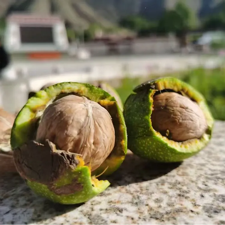 林芝朗县青皮核桃 5斤装