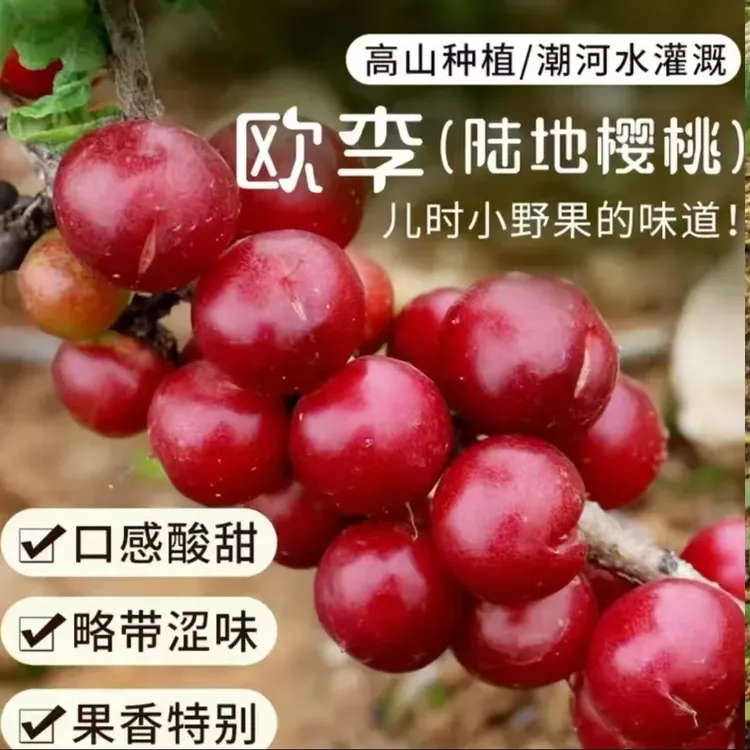 钙果果苗红钙黄钙果欧李苗当年结果中华钙果苗庭院地栽南北方种植商品图