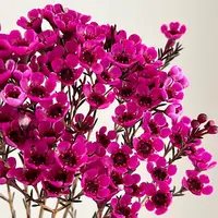 【云舍花卉】【玫红色】吸色腊梅 全场任意满两单及以上鲜花包邮发货