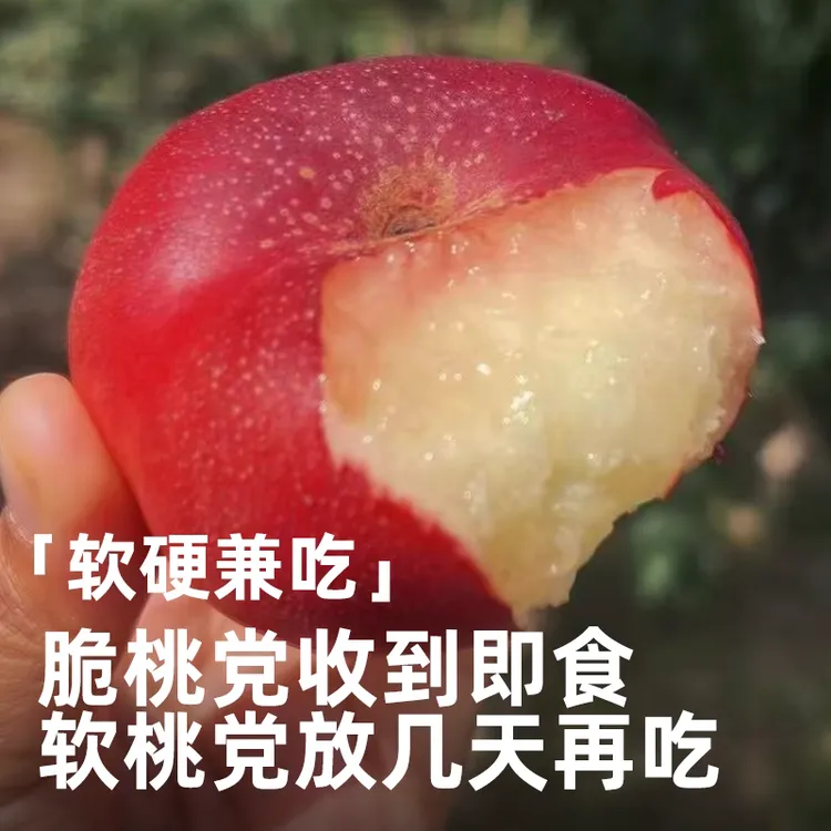 顺丰空运|新疆阿克苏冰糖蟠 纽扣蟠桃 新鲜采摘 高颜值爆甜多汁