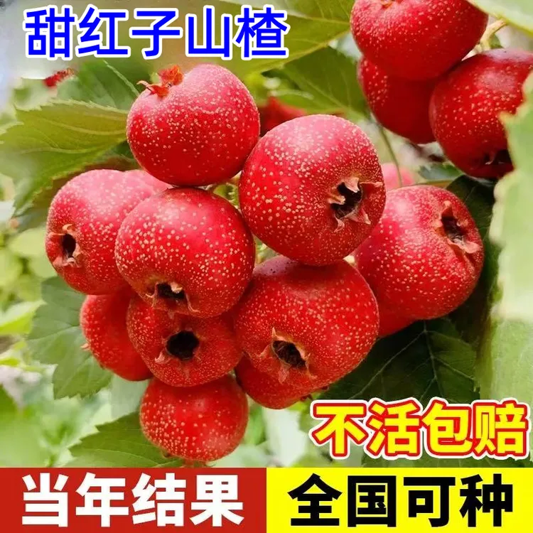 新品种甜红子山楂树苗南北方庭院种植甜红子山楂盆栽地栽当年结果
