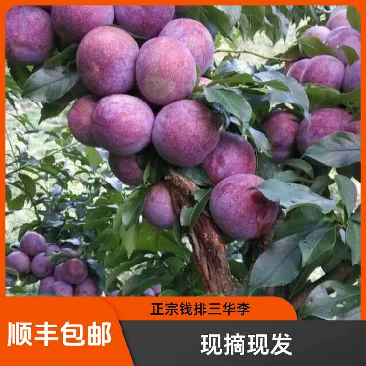广东钱排银妃三华李新鲜采摘现摘现发顺丰包邮