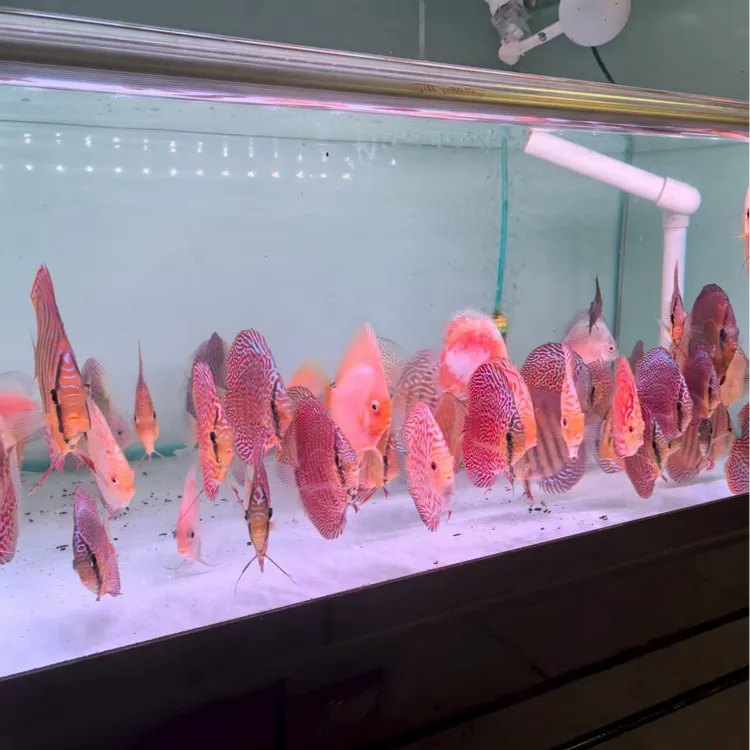 【新人推荐】七彩神仙鱼练手鱼5条一组价格