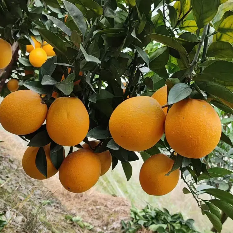 正宗赣南脐橙新鲜现摘多汁香甜果园直发应季水果
