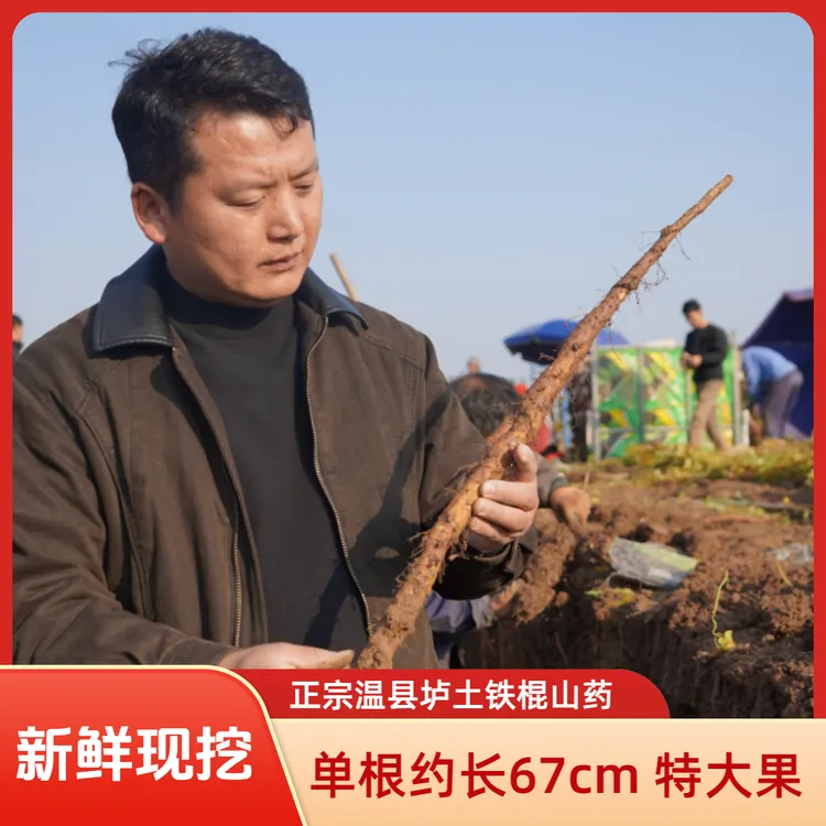 大头溯源现挖 新鲜山药 怀山药 温县垆土铁棍山药道地绵密 5斤装