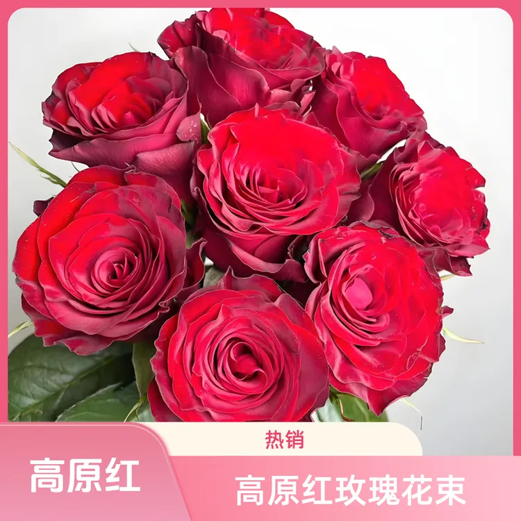 【红玫瑰高原红】红酒杯花型高原红鲜切花家养鲜花送礼