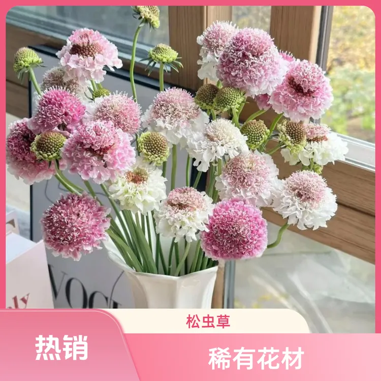 【松虫草】鲜花花束【孤寂中的希望】花期3-4周云南省a级鲜花直发