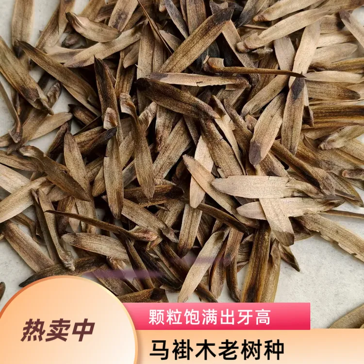 马褂木种子[鹅掌楸]基地直发有品质保障
