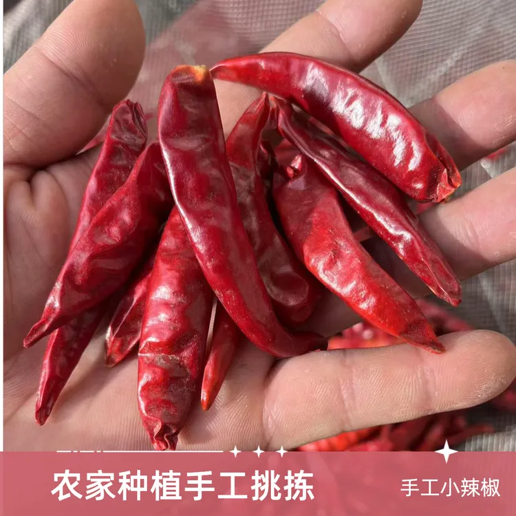 农家种植 2025年干辣椒