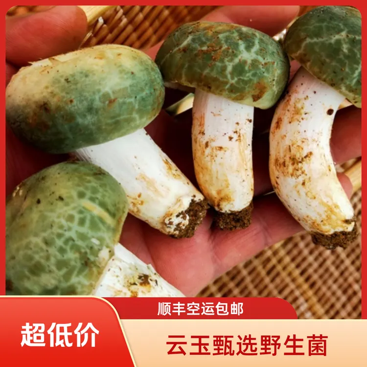 云南新鲜青头菌顺丰冷链包邮