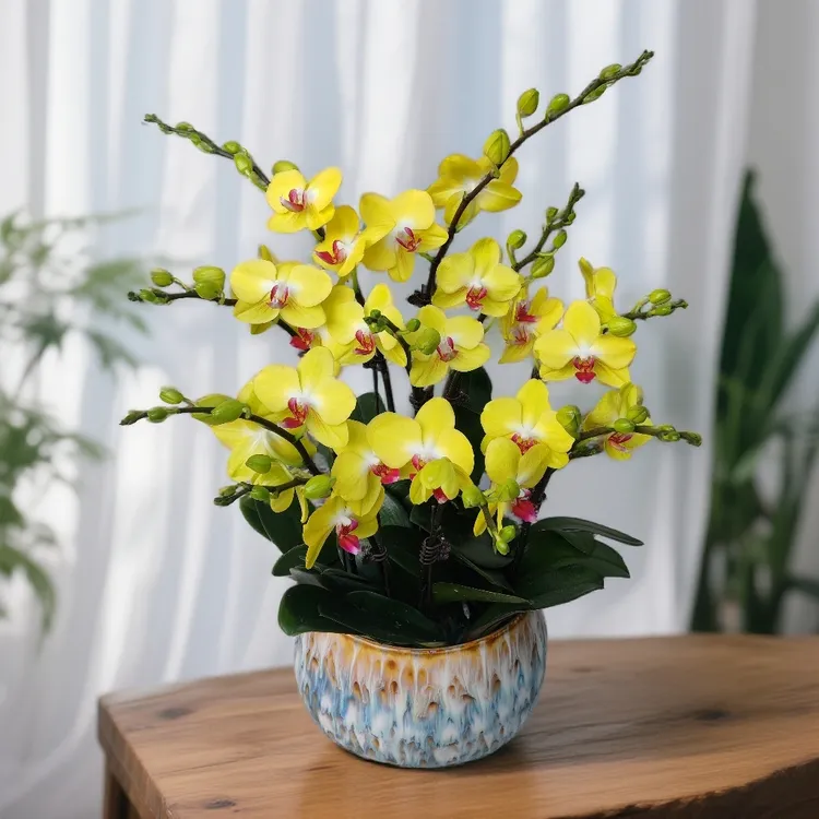 [菲尔拉]蝴蝶兰带花有花苞金黄色蜡质花中大花适合餐桌办公桌等