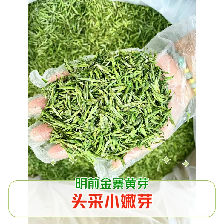 [头采芽茶A0]新茶春茶明前金寨黄芽高山茶茶叶直播绿茶茶叶办公室
