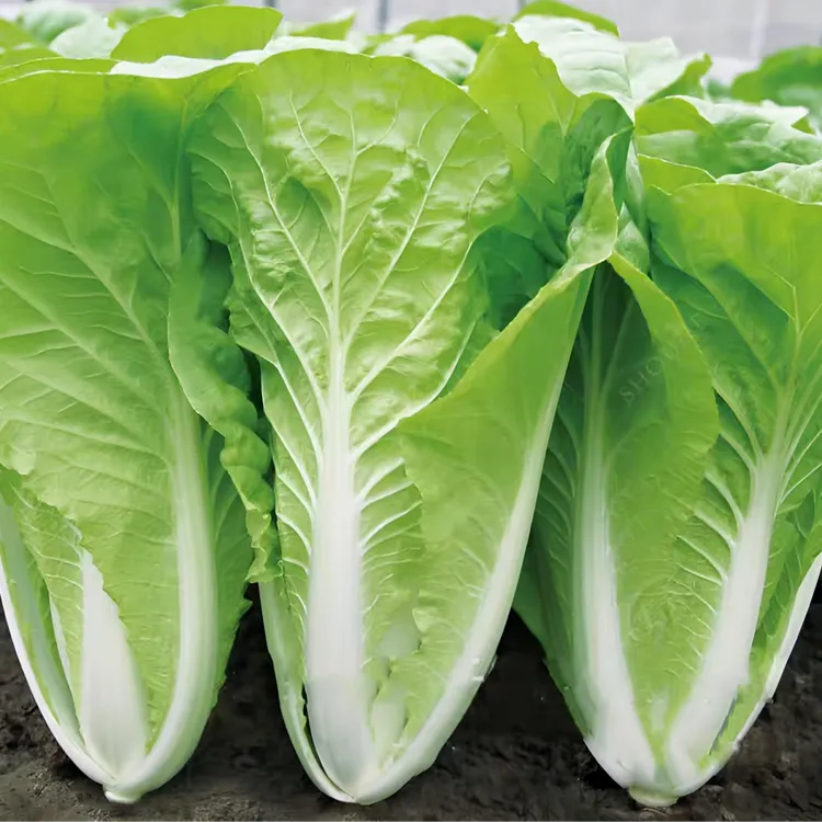 【四季奶油快菜种子】耐热耐寒阳台盆栽蔬菜种子