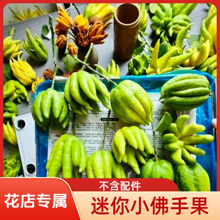 新鲜现摘佛手柑迷你佛手果车挂件培观赏食用有天然清香室内绿植