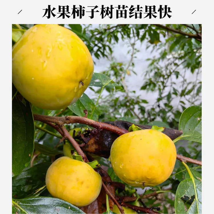 四川纯正柿子树盆栽脆柿子嫁接苗结果树水果柿子结果树当年结果苗