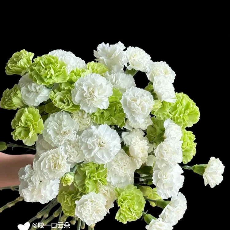 双色混搭康乃馨花束适合送长辈妈咪室内水养鲜花