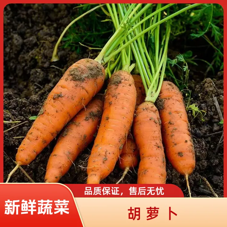 【顺丰包邮】沙地现挖带泥胡萝卜农种脆甜可口当季绿色蔬菜送货上门