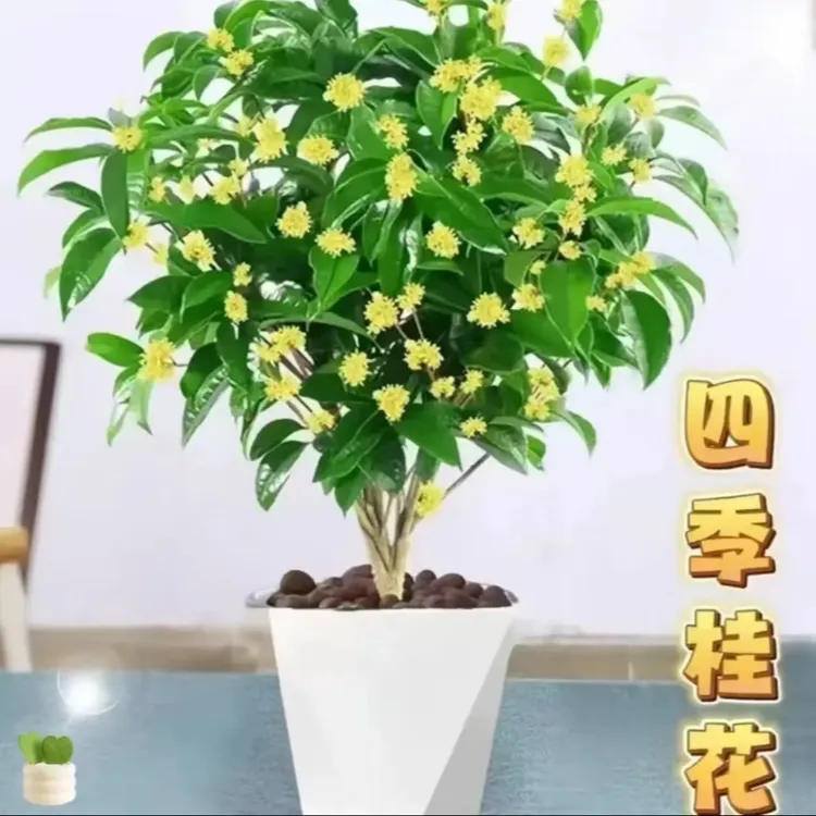【四季桂】花树苗庭院绿植易养浓香型室内盆栽花卉QY