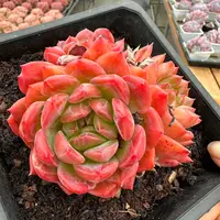 12#堕落天使双头多肉植物  前男友精品多肉