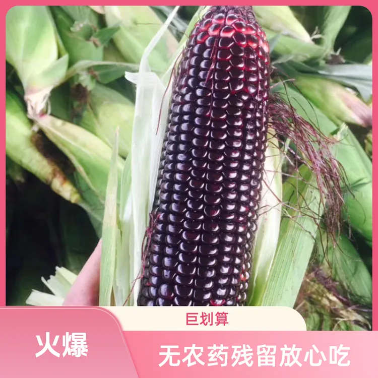【农小匠】黑甜糯玉米现采现发新鲜玉米清香甜糯带叶鲜玉米
